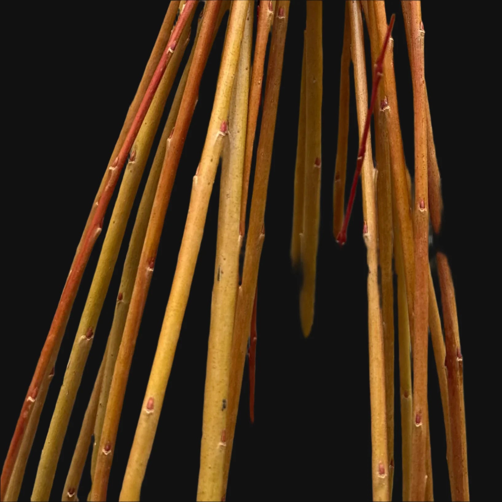 Basket willow Cuttings