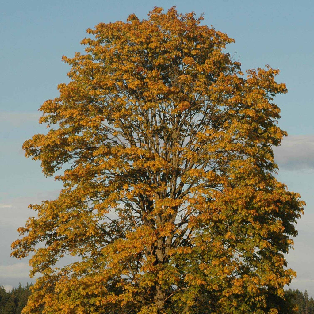 Big Leaf Maple
