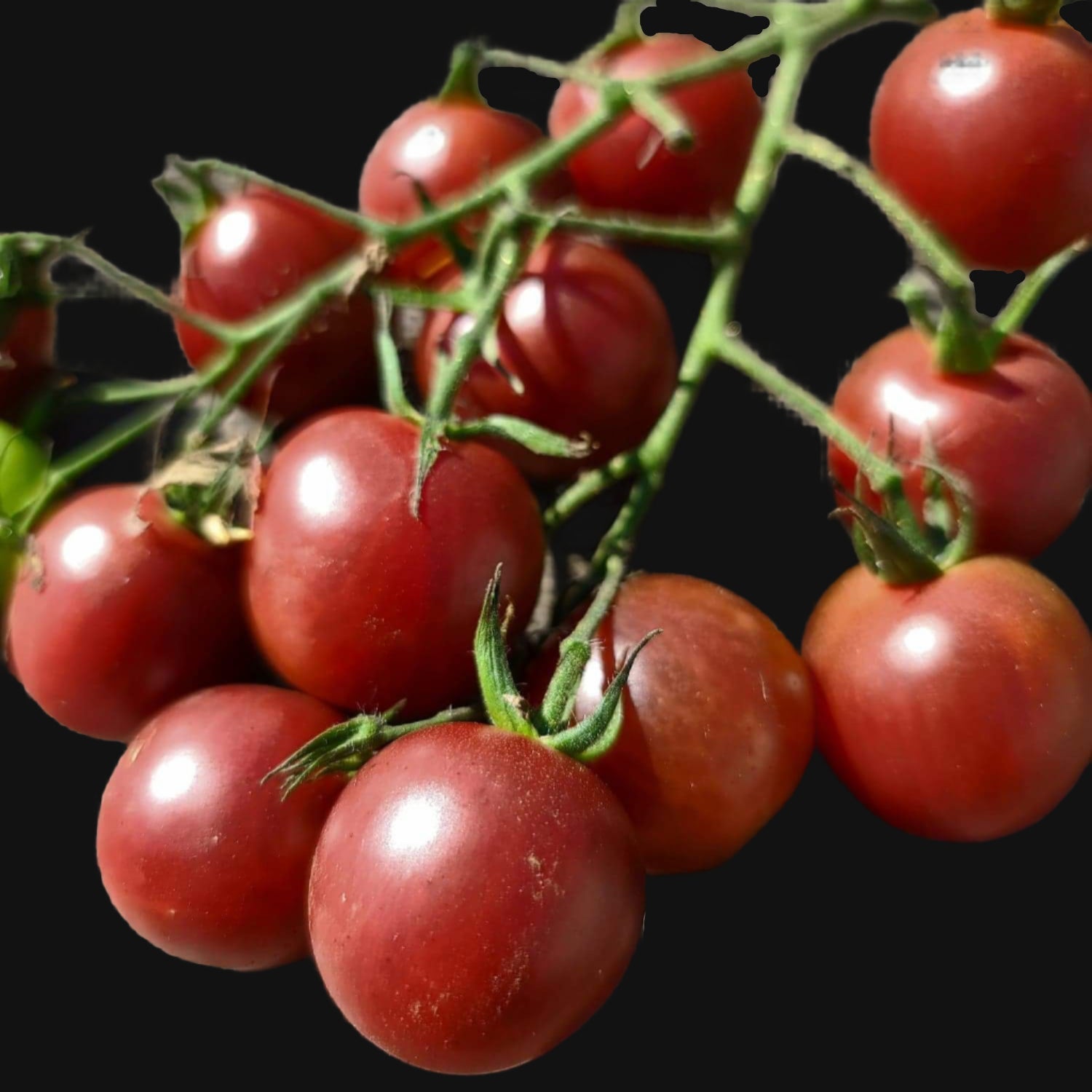 Black Cherry Tomato