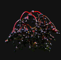 European Black Elderberry