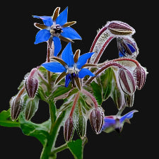 Borage