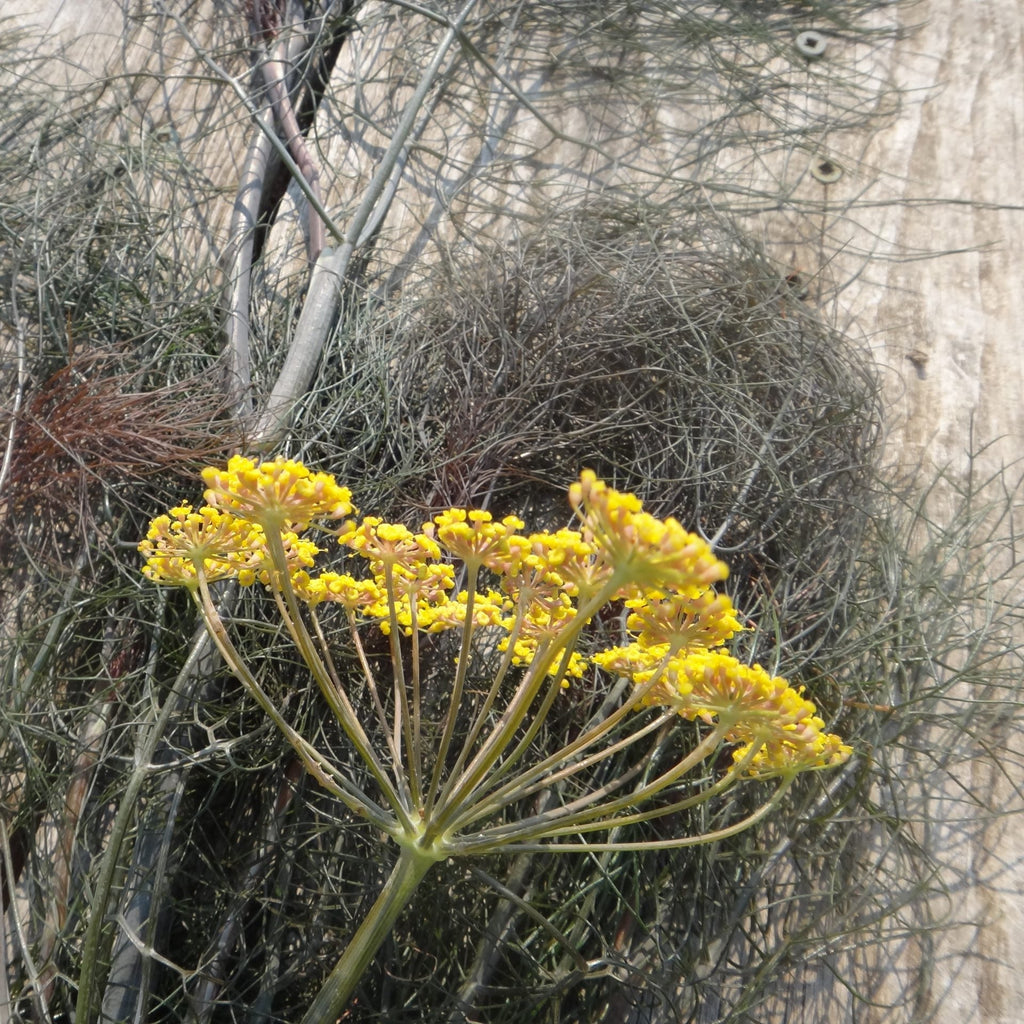 Bronze Fennel Rootstock