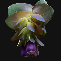 Cerinthe