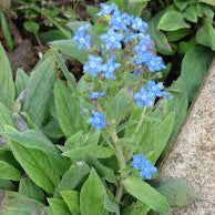 Chinese Forget-Me-Not