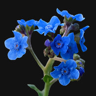Chinese Forget-Me-Not