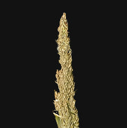 Coastal Mugwort