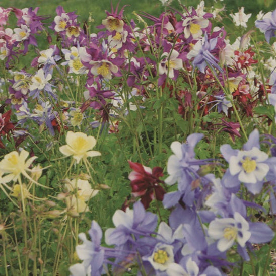 Columbine Mix