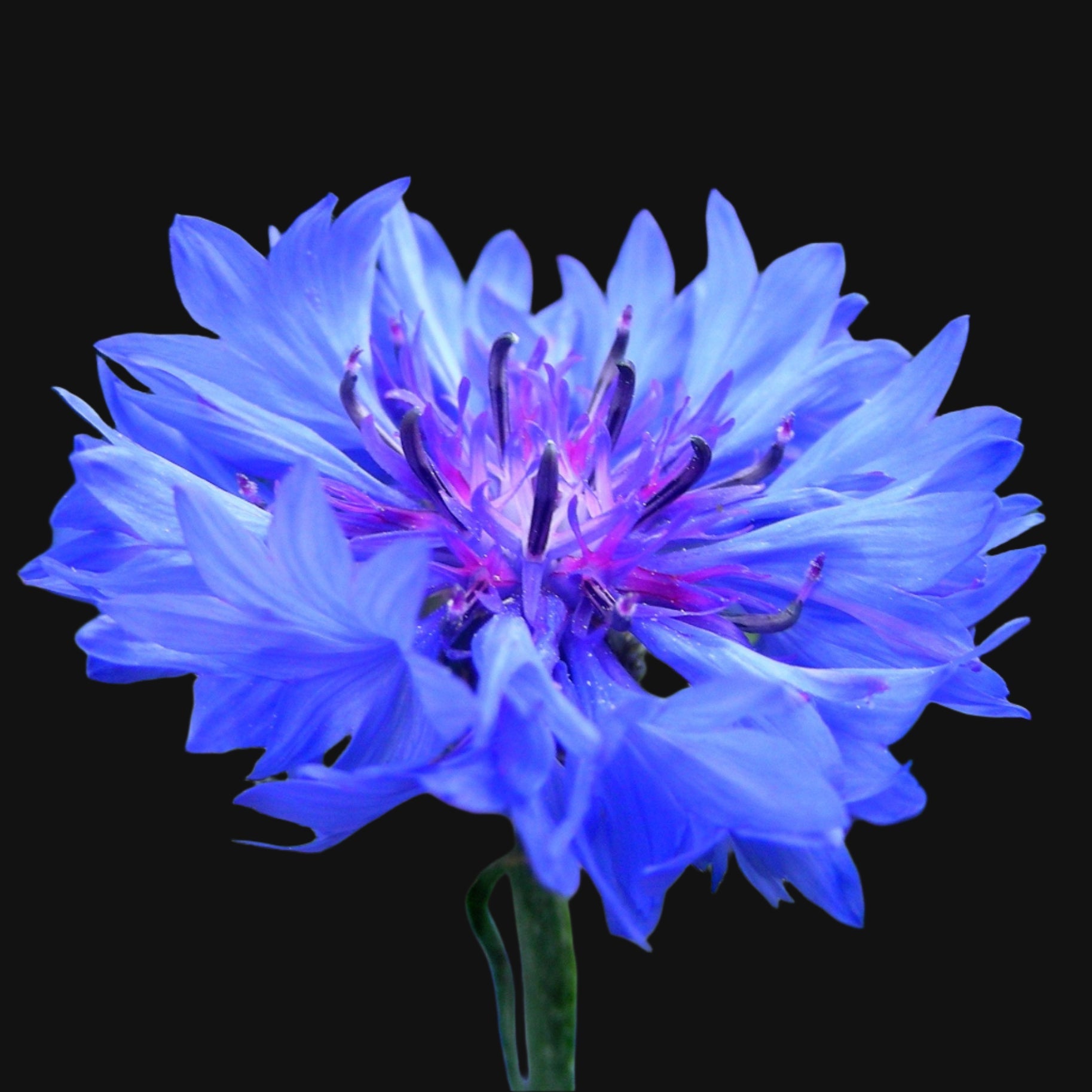 Cornflower