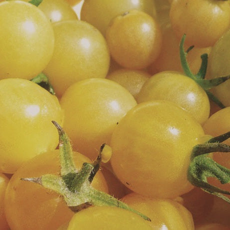 The Totally Tomatoes Collection