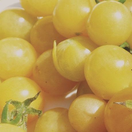 Coyote Yellow Currant Tomato