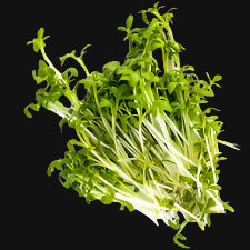 Curly Cress