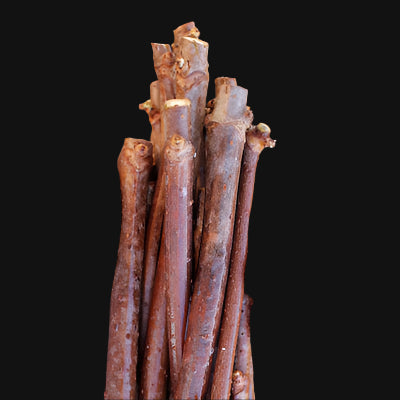 European Black Elderberry Cuttings