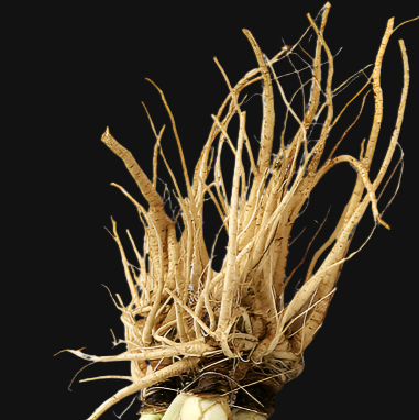 Bronze Fennel Rootstock