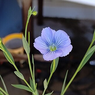 Brown Seeded Common Flax