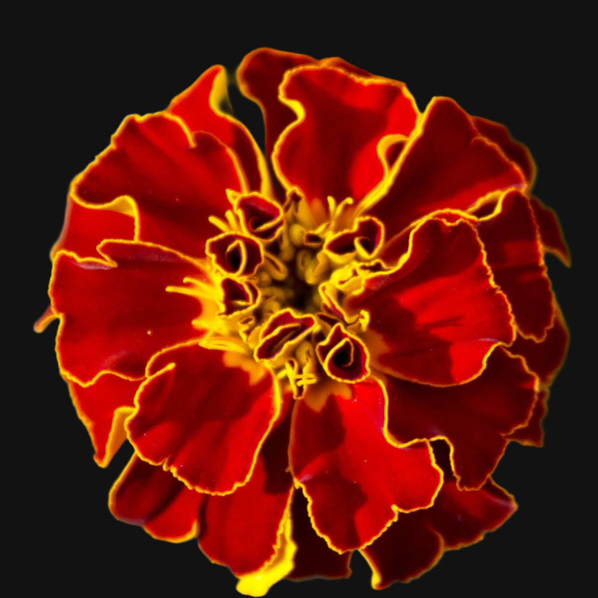 French Marigold Bush Mix