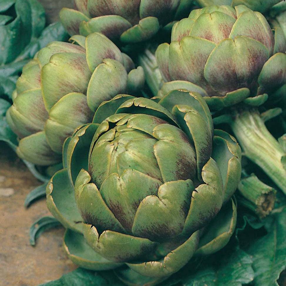 Globe Artichoke