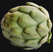Globe Artichoke