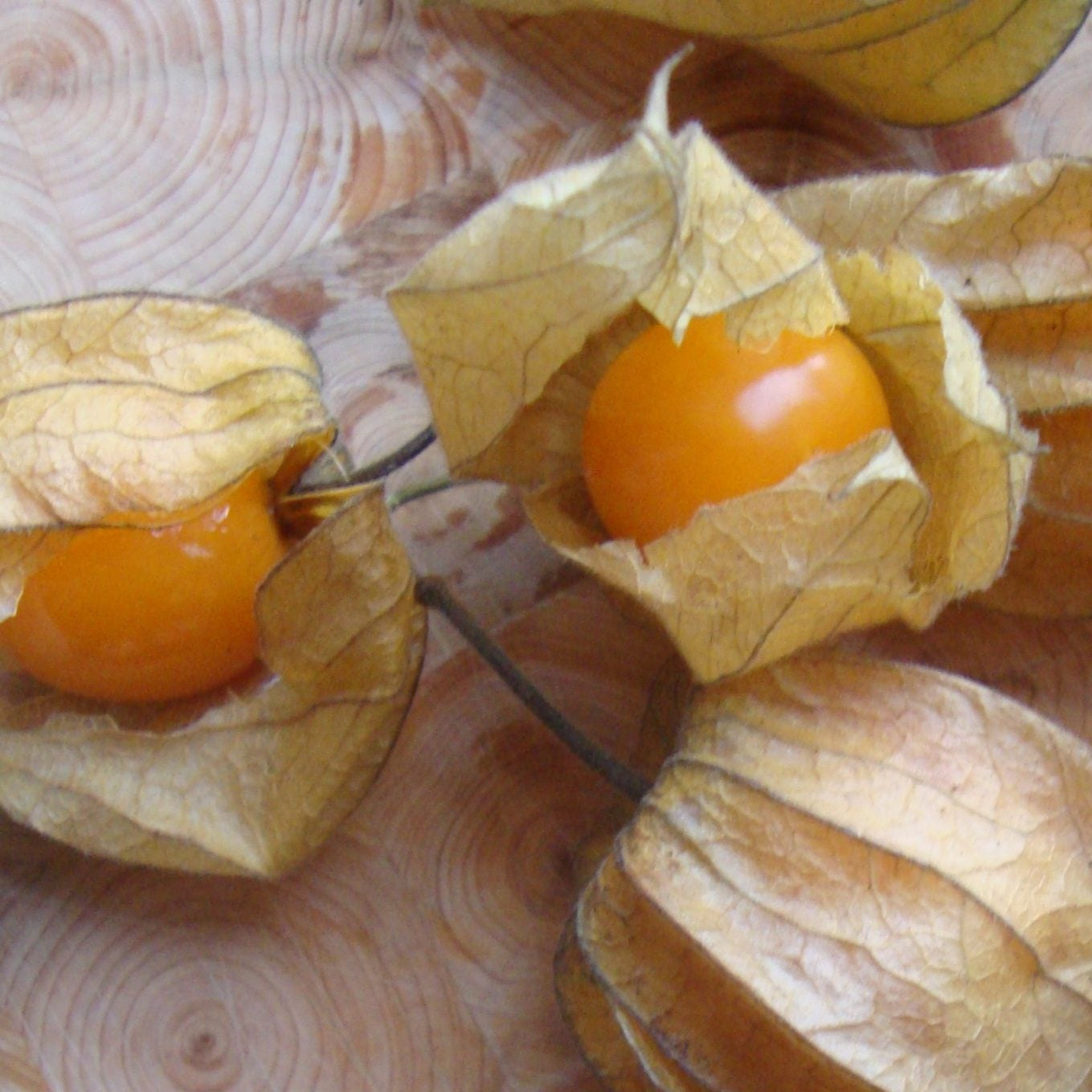 Golden Berry (Ground Cherry)
