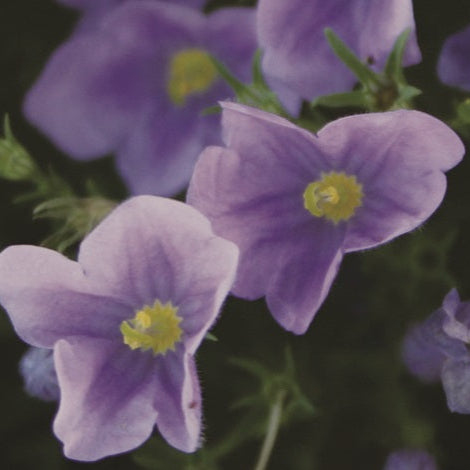 Golden Seeded Common Flax