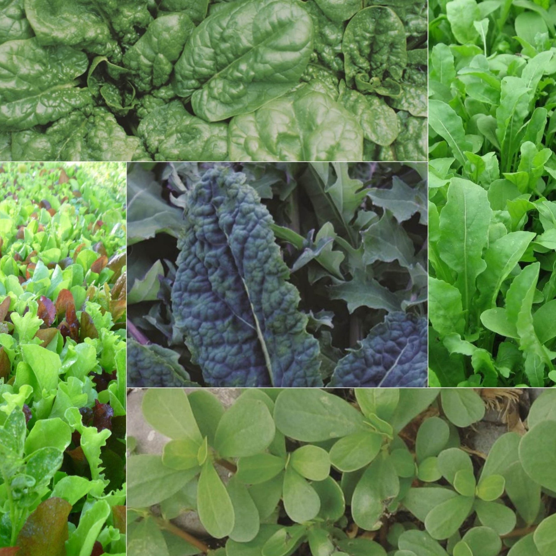 The Green Party Collection