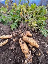 Haida Seed Potatoes