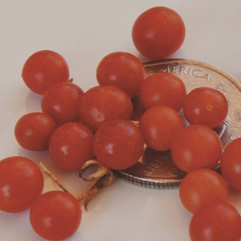 Hawaiian Currant Tomato
