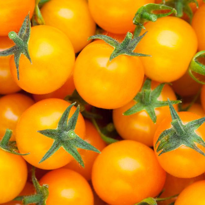 Honey Cherry Tomato