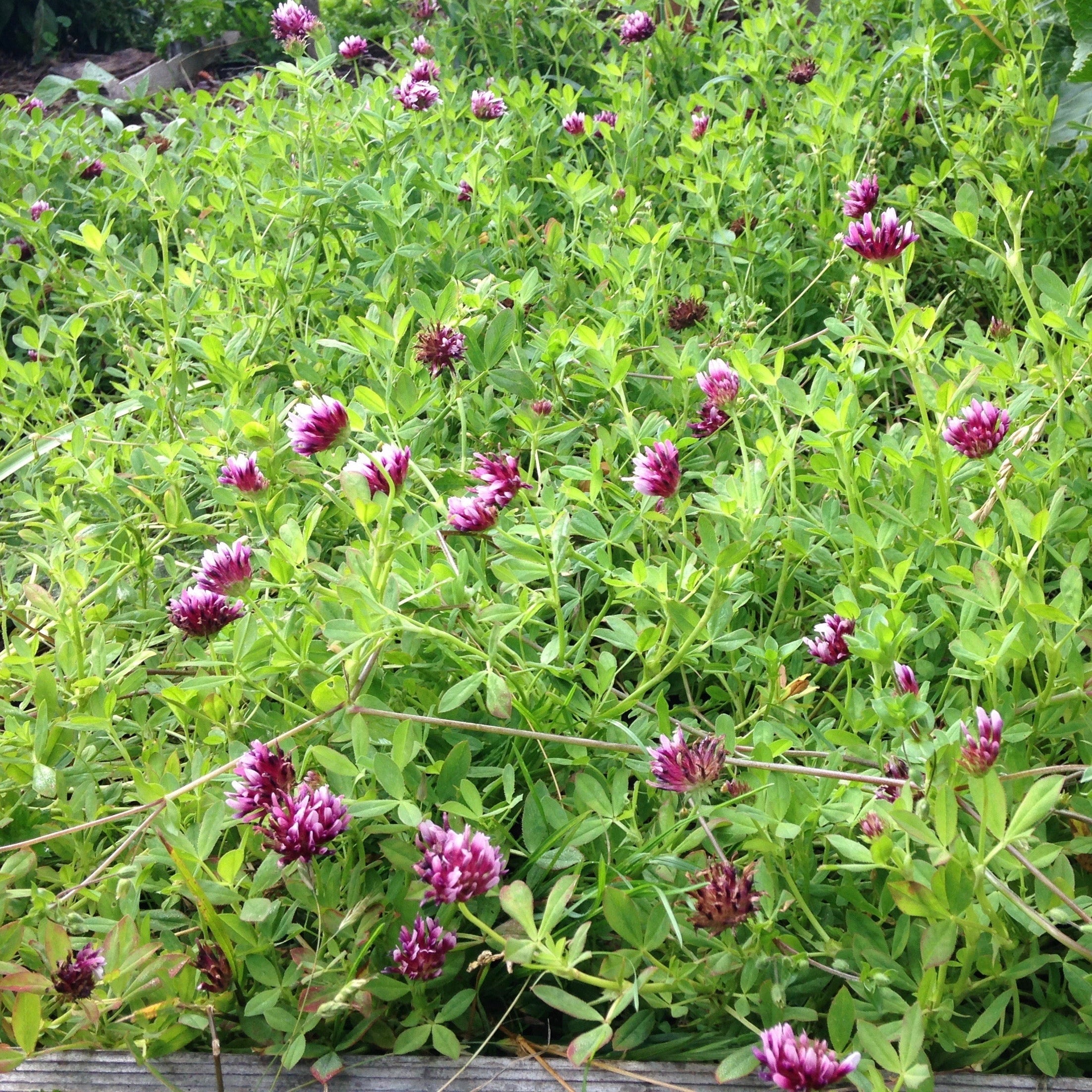 Springbank Clover (tkwla’i’shen)