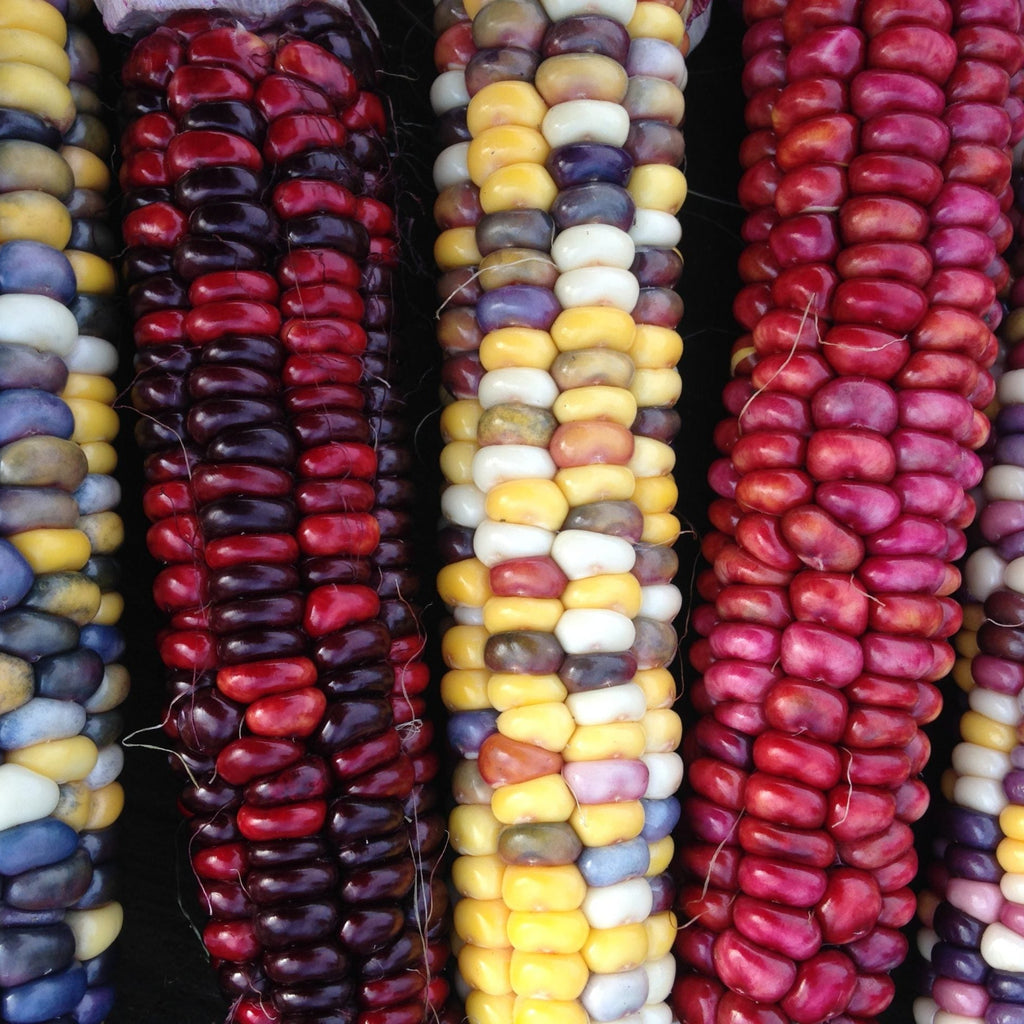 The Veggie Garden Collection