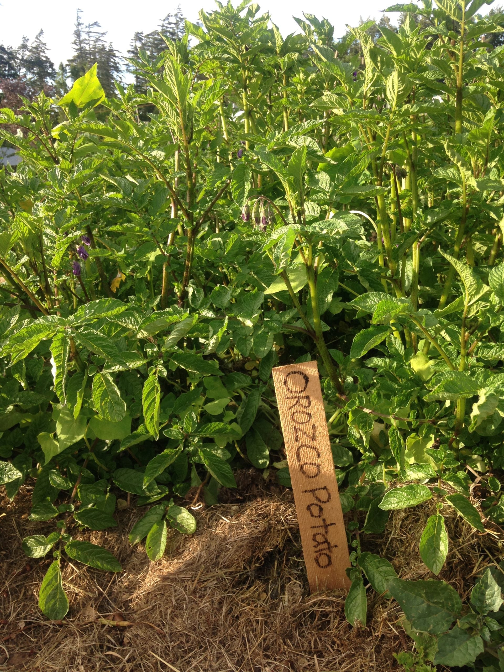 Orozco Seed Potatoes