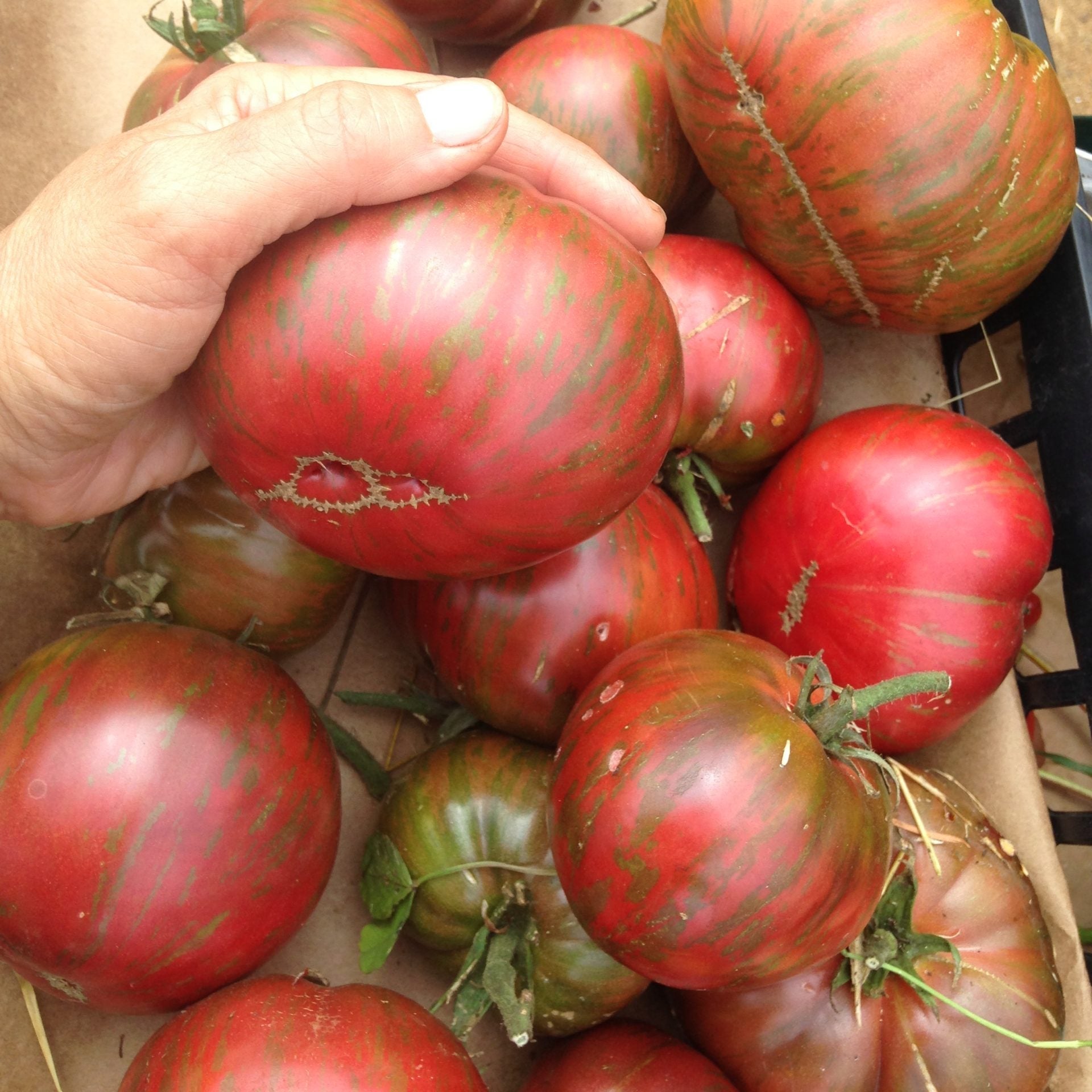 Pink Berkeley Beefsteak Tomato