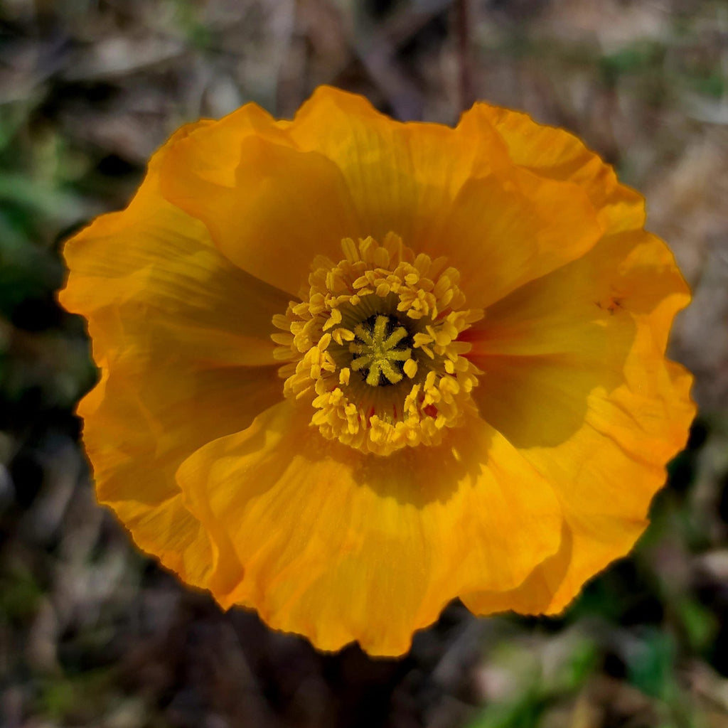 Icelandic Poppy