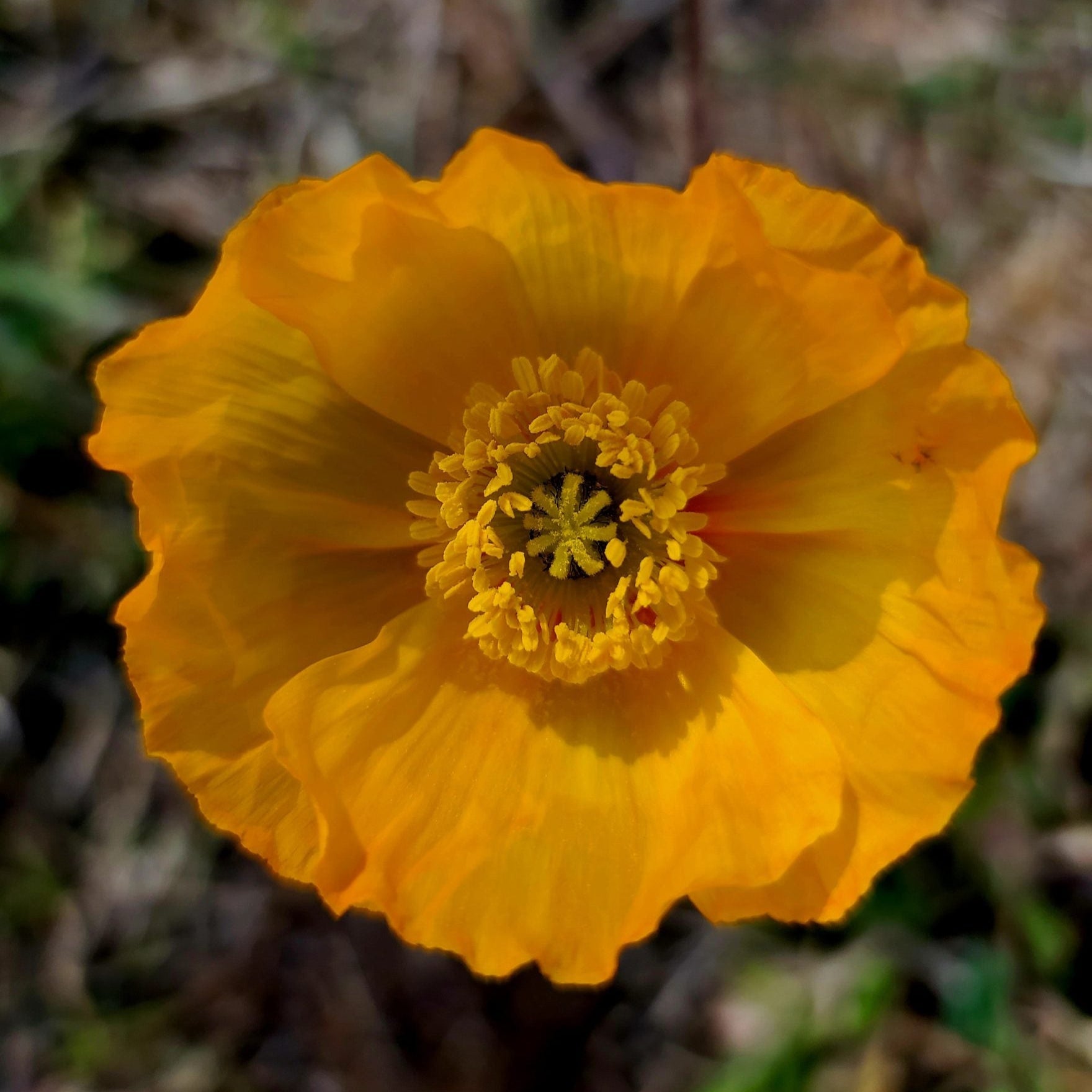 Icelandic Poppy