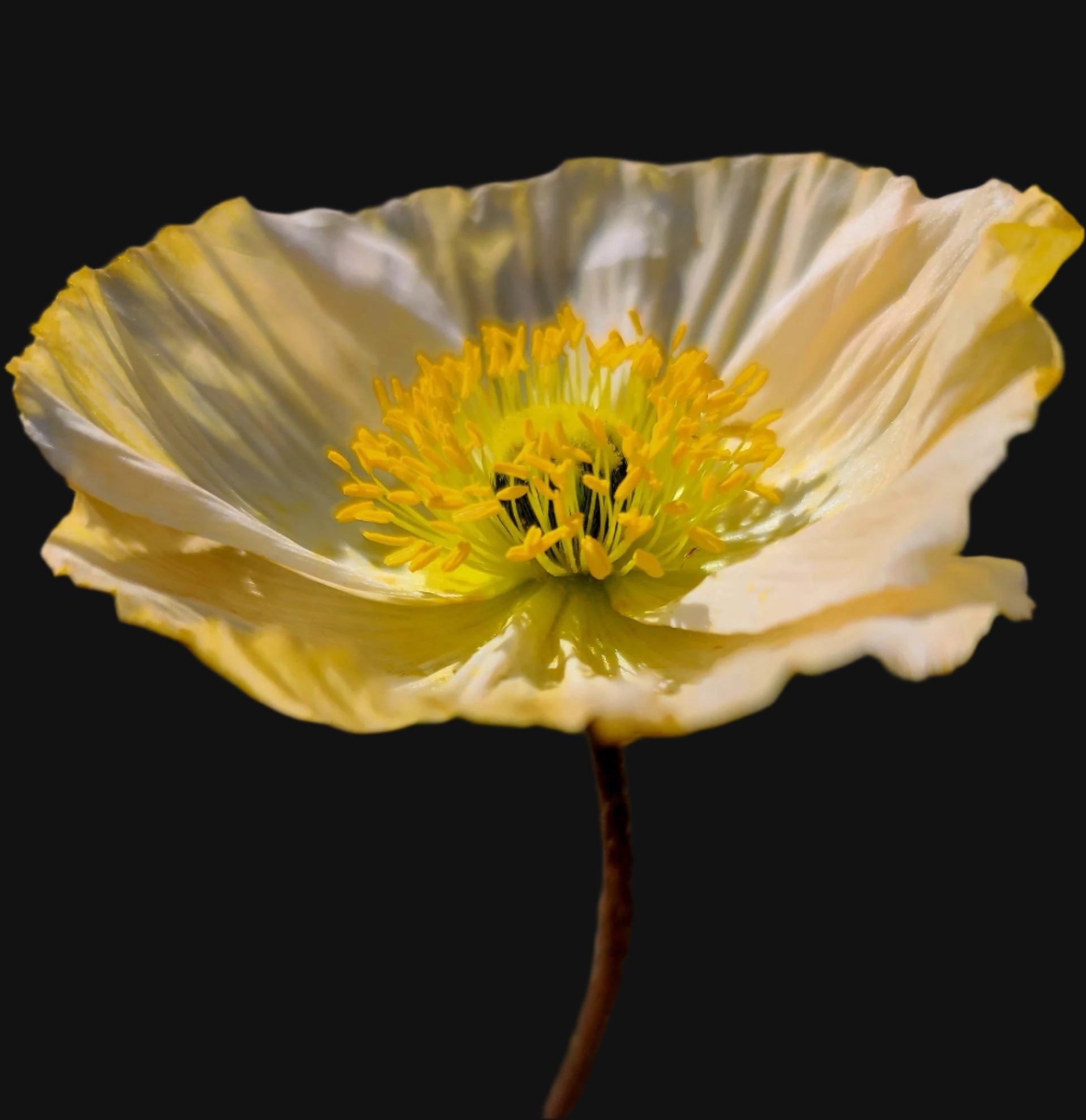 Icelandic Poppy