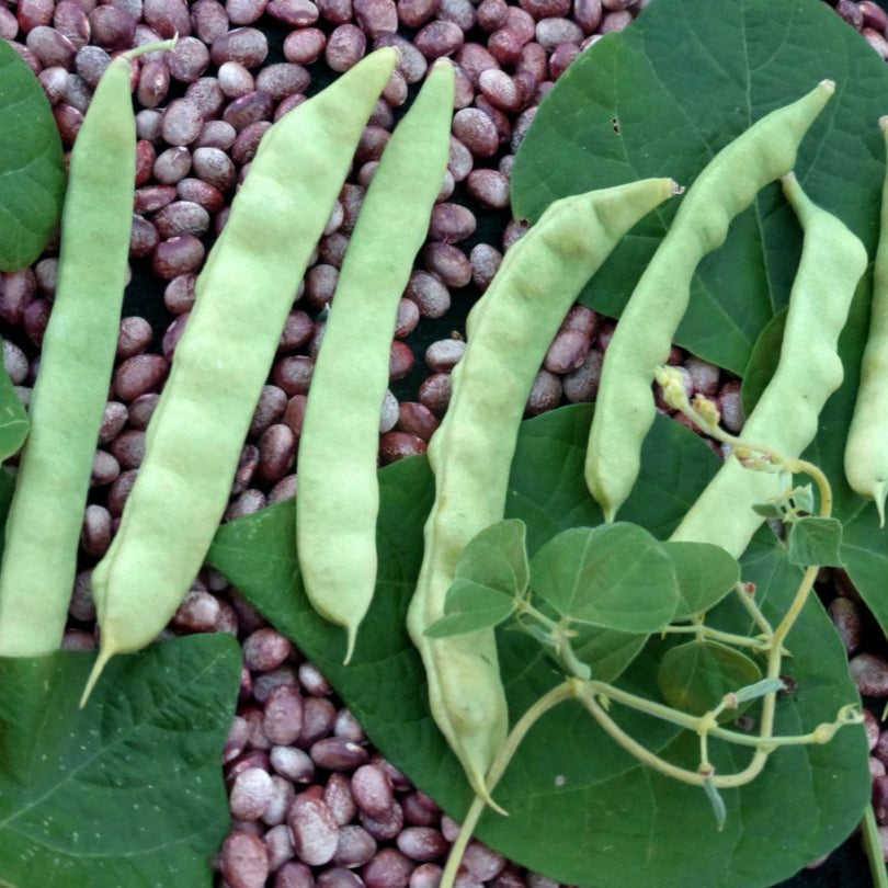 Italian Pole Bean