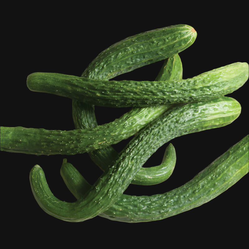 Japanese Suyo Long Cucumber