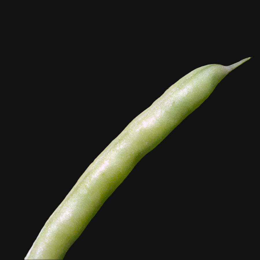 Jersey Pole Bean