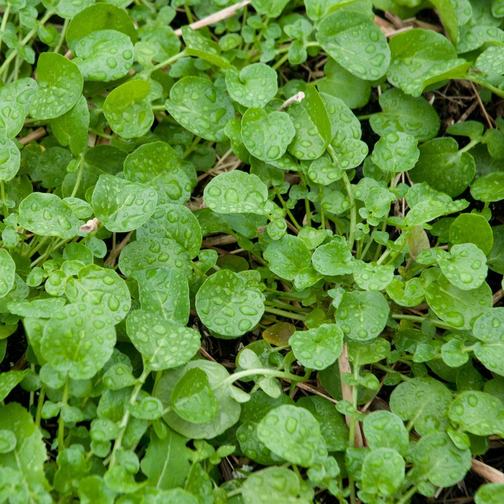 Land Cress