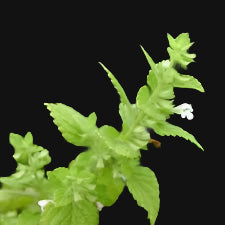 Lemon Balm Rootstock