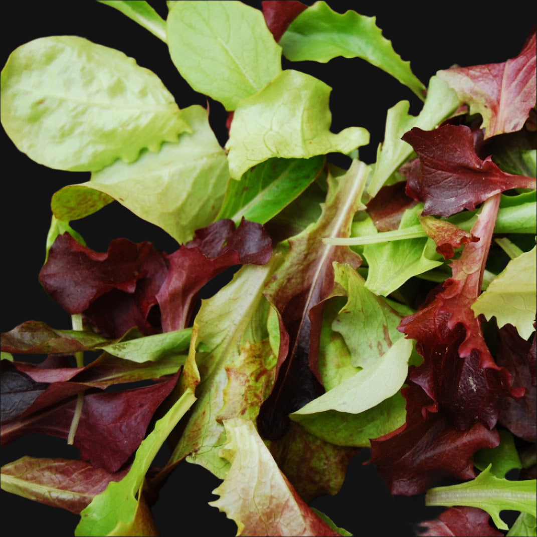 Lettuce Mix