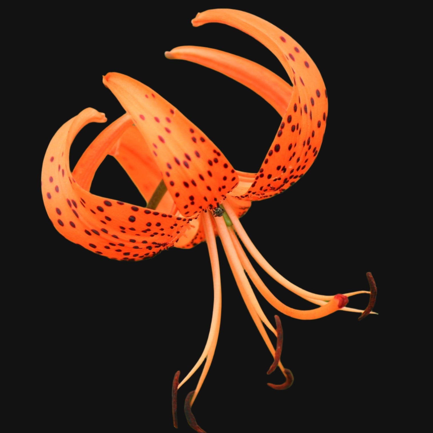 Tiger Lily