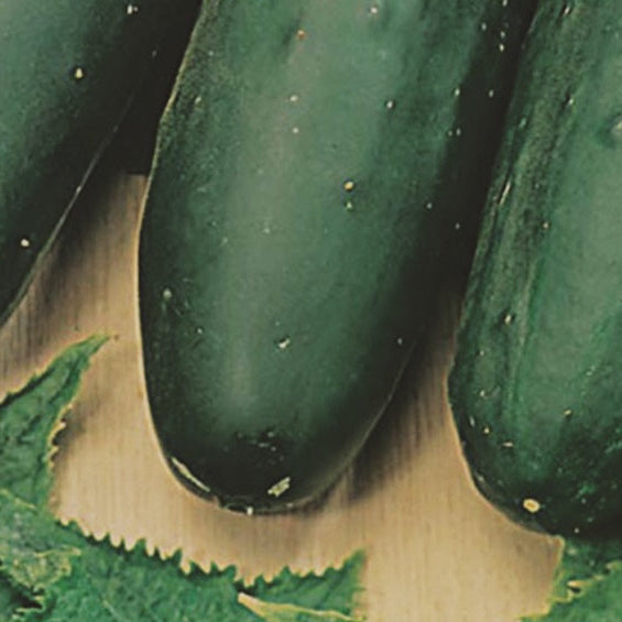 Marketmore Cucumber