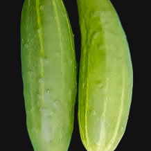 Marketmore Cucumber