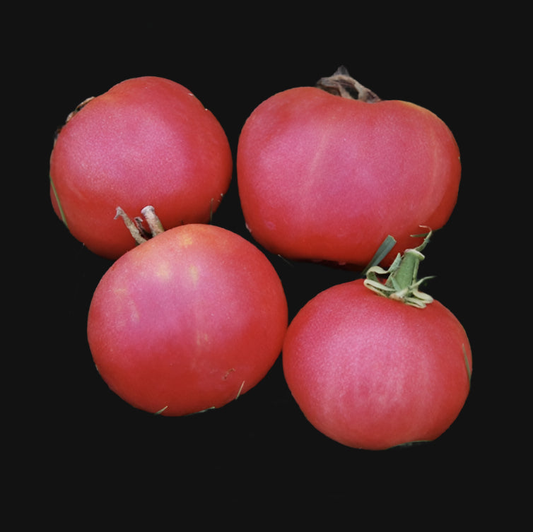 Metchosin Pink Tomato