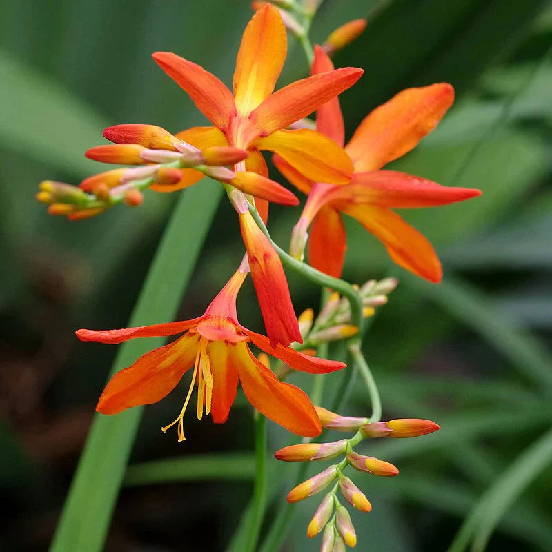 Montbretia