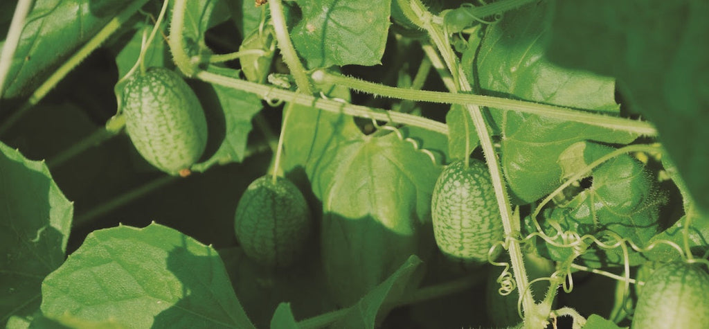 Mouse Melon Cucumber