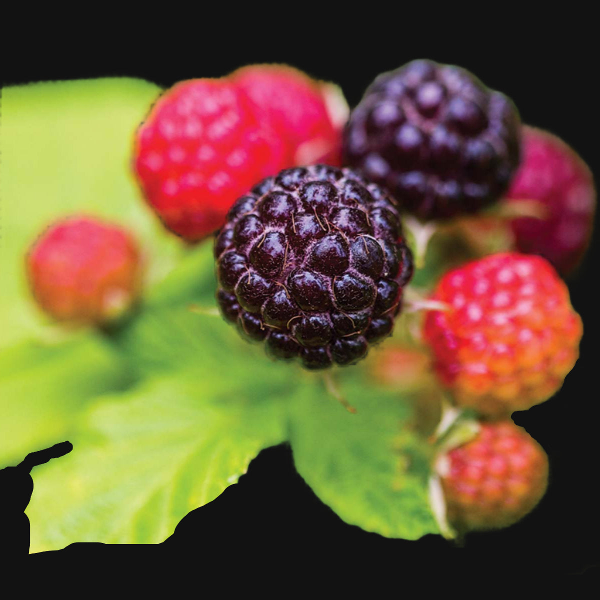 Black Cap Raspberry