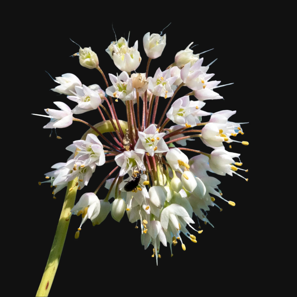 Nodding Onion