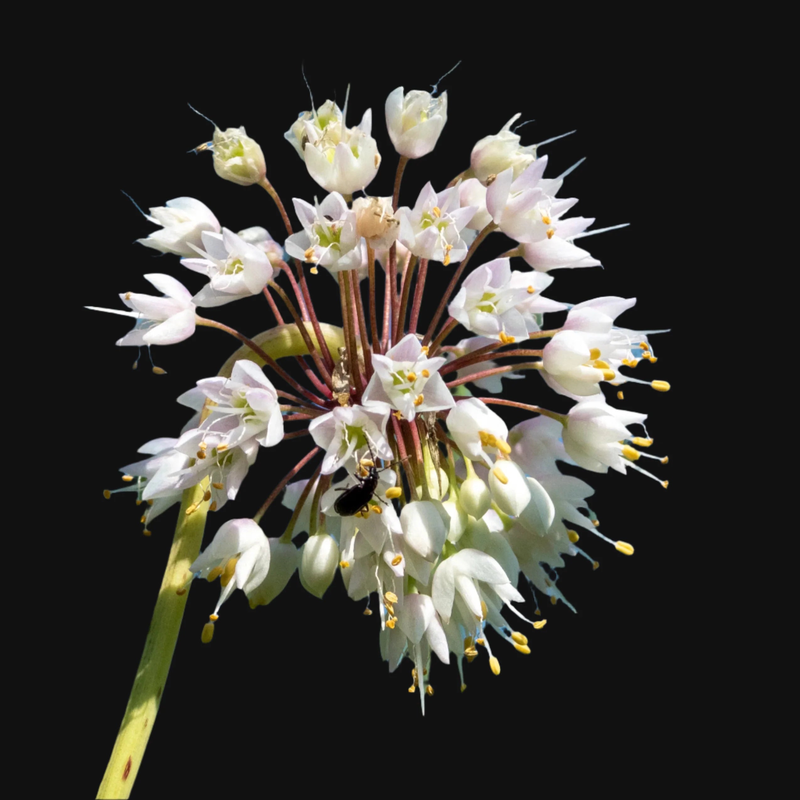 Nodding Onion