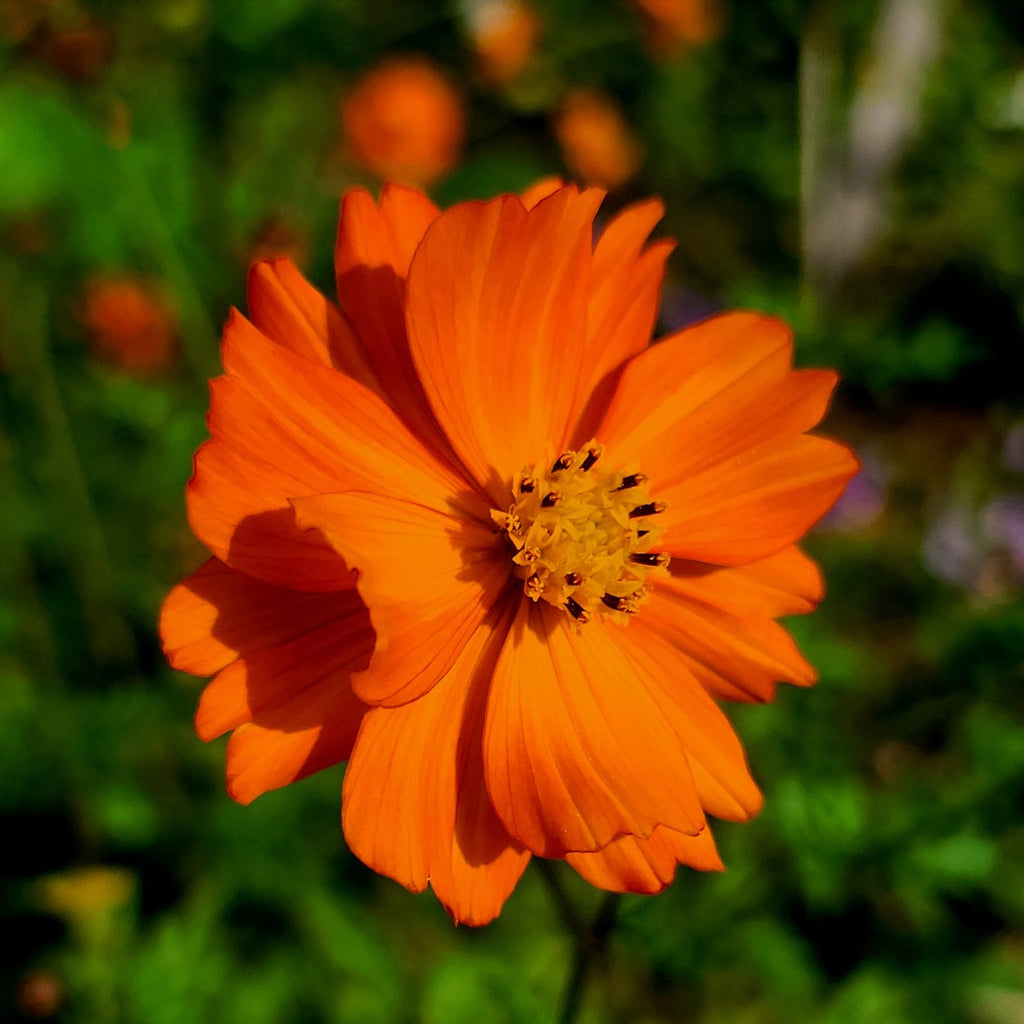 Orange Cosmos